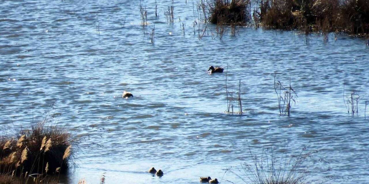 Erzincan’da su kuşu sayımı yapıldı