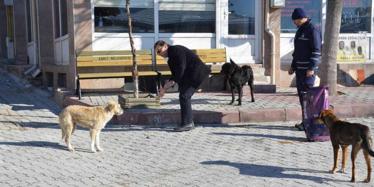 Zabıtadan hayvanlara temel yiyecek