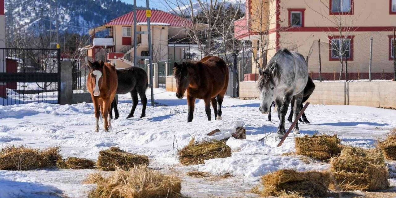 Mersin’de yılkı atları ve köpekler için doğaya yem bırakıldı