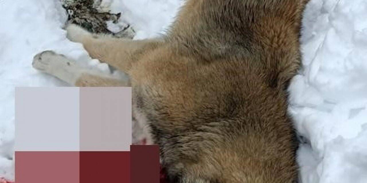 Köpeğini öldüren 3 çoban köpeğini silahla vurarak öldürdü