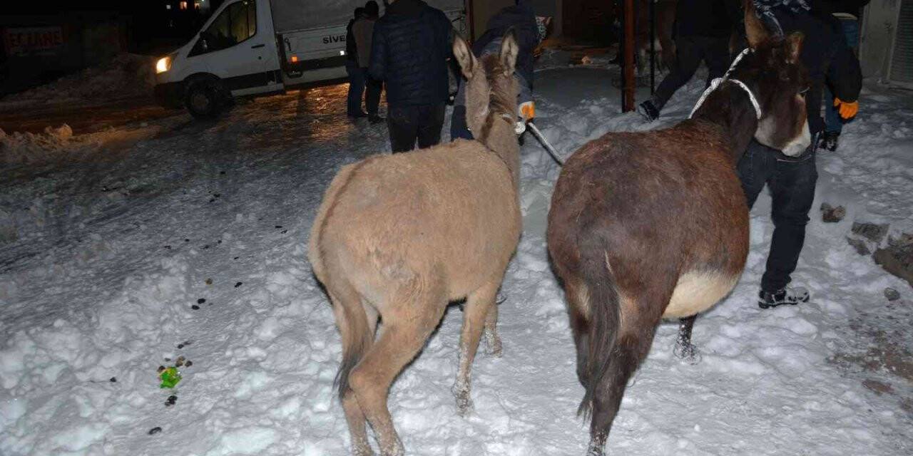 Siverek’te donma tehlikesi geçiren eşekler toplandı
