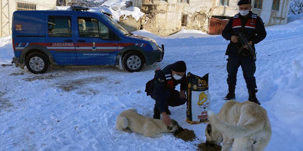 Halkapınar'da sokak hayvanlarına yiyecek bırakıldı