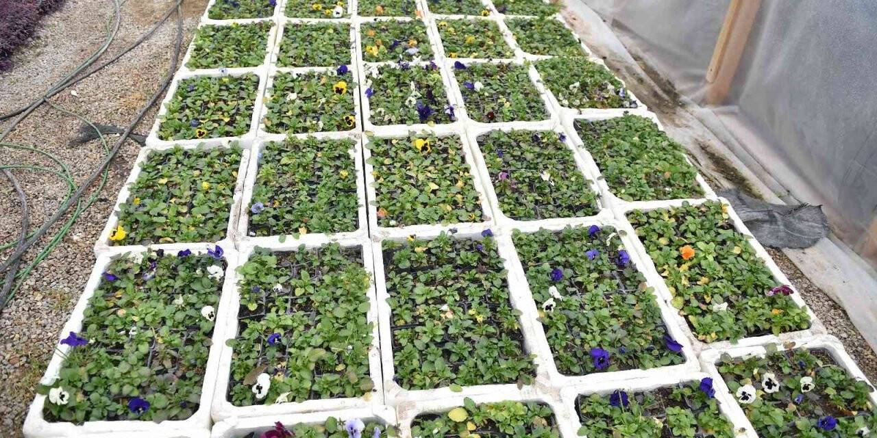 Başkentte çiçek üreticilerinin yüzü gülüyor