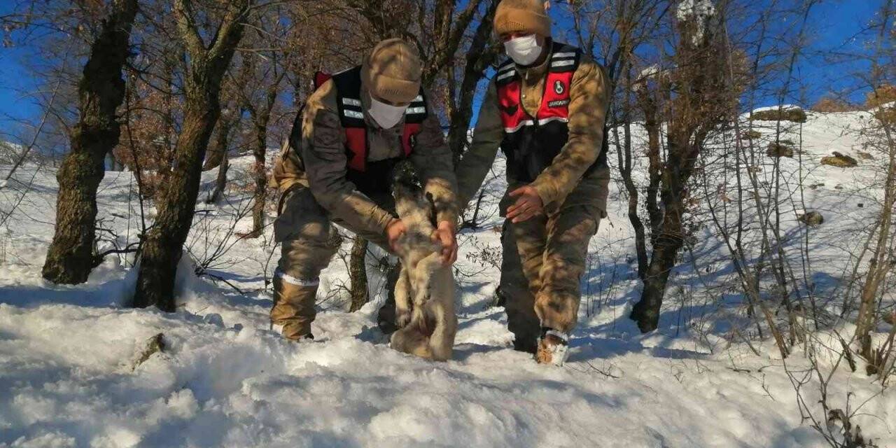 Jandarma donmak üzere olan köpeği kurtardı