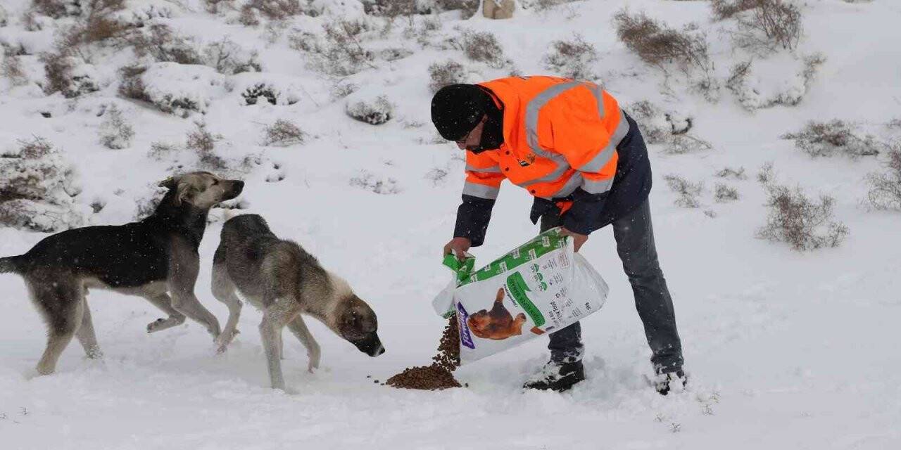 Sahipsiz hayvanlara şefkat eli