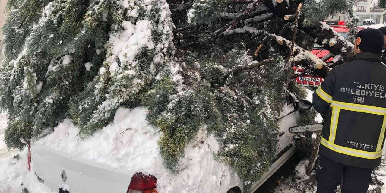 Kar yağışına dayanamayan ağaç, otomobilin üzerine devrildi