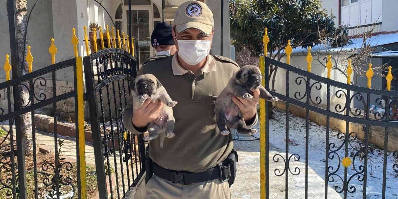 HAYDİ ekipleri yeni doğum yapan anne ve 4 yavru köpeğe sahip çıktı