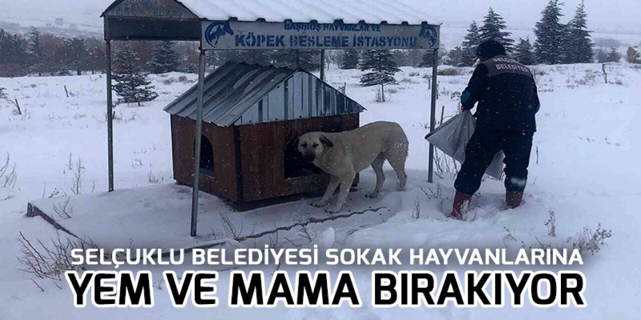 Selçuklu Belediyesi sokak hayvanlarına yem ve mama bırakıyor