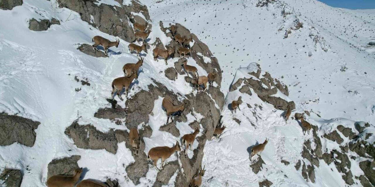 Aladağlar’da dağ keçileri drone ile görüntülendi