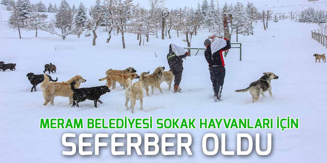 Meram Belediyesi sokak hayvanları için seferber oldu