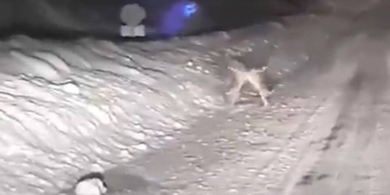 Karla kaplı yolda tavşanların kavgası gülümsetti