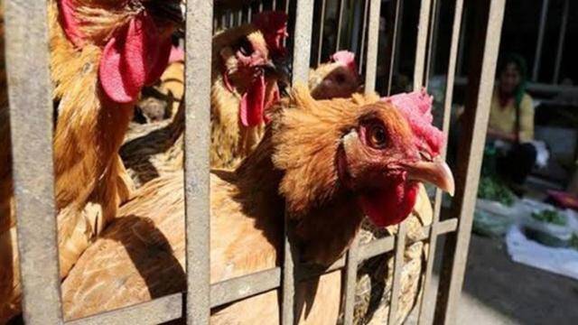 Kuş gribi Tokyo'da: Yüzlerce tavuk itlaf edildi
