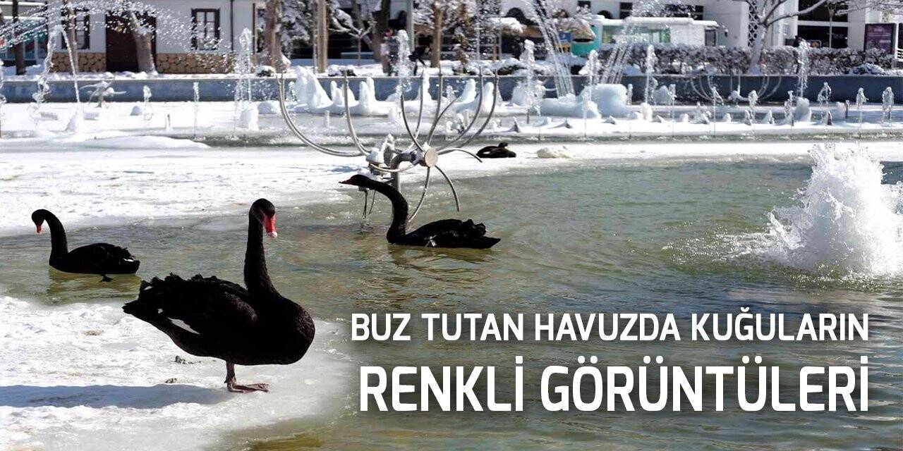 Buz tutan havuzda kuğuların renkli görüntüleri