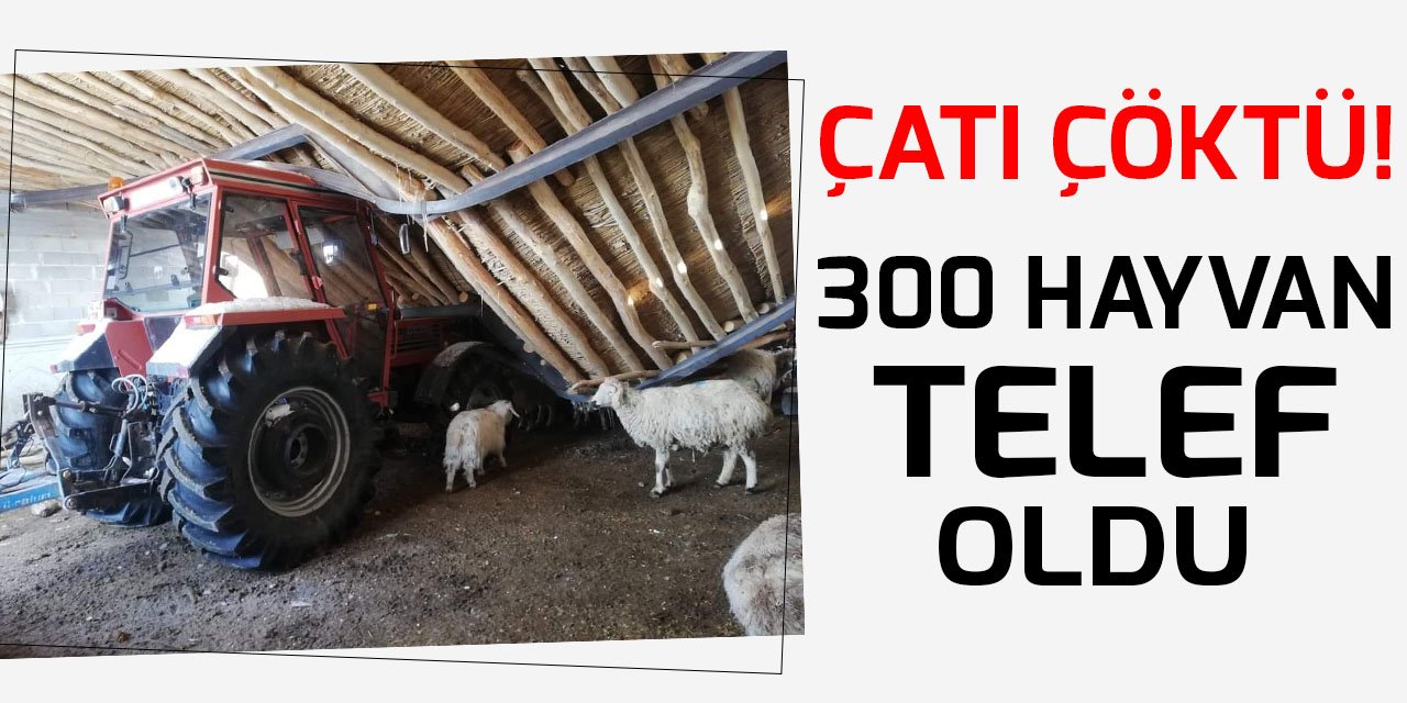 Konya'da kar nedeniyle çatısı çöken ahırdaki 300 hayvan telef oldu