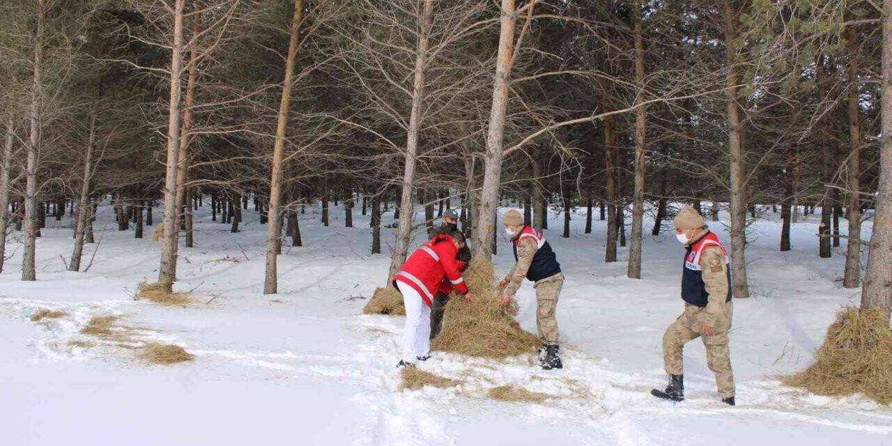 İlçede yaban hayatını unutmadı