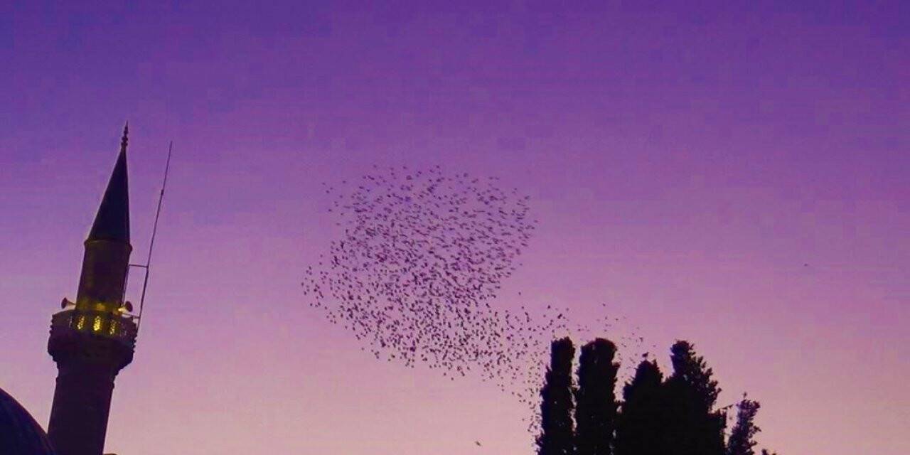 Gökyüzünün kızıllığı eşliğinde muhteşem dans