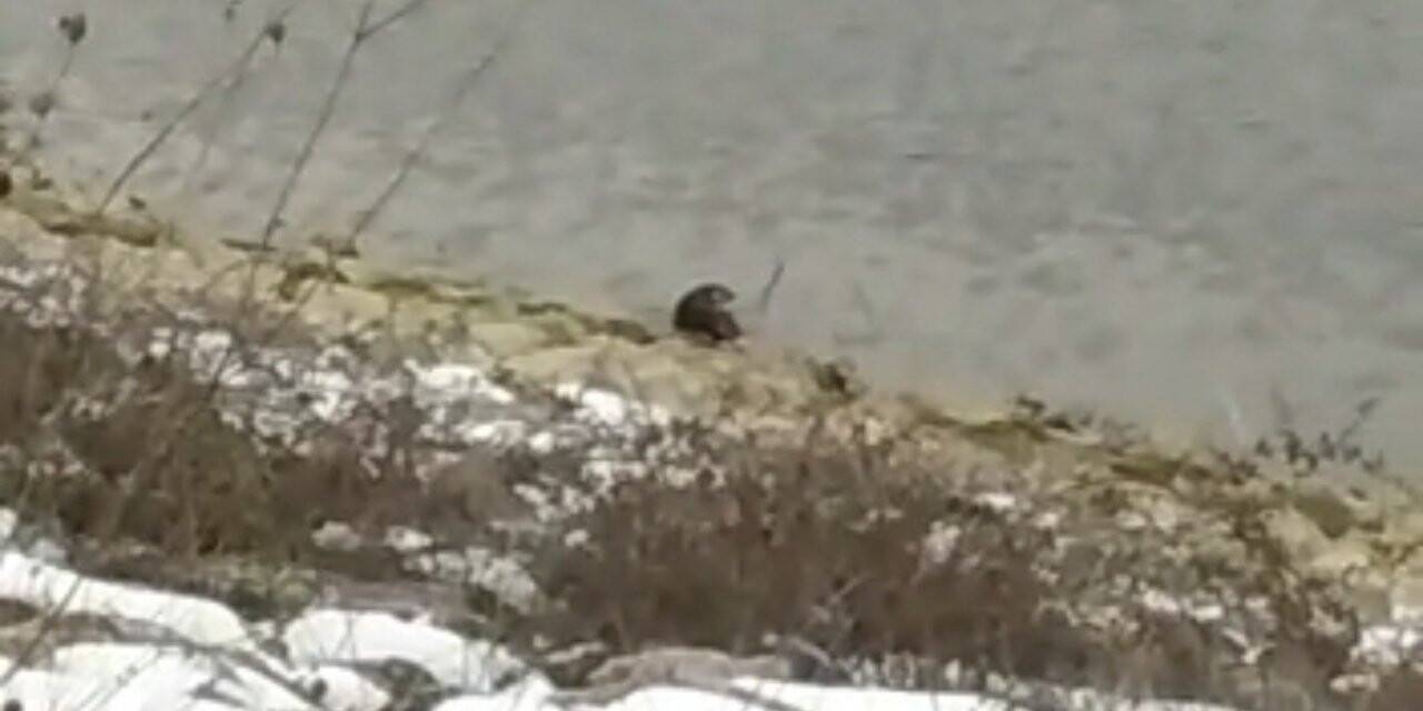 Bursa’da barajda su samuru görüldü