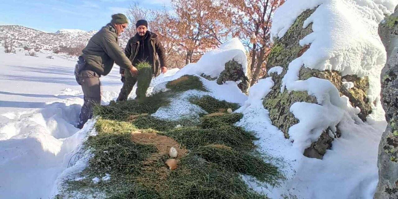 Yaban hayvanları için doğaya yiyecek takviyesi