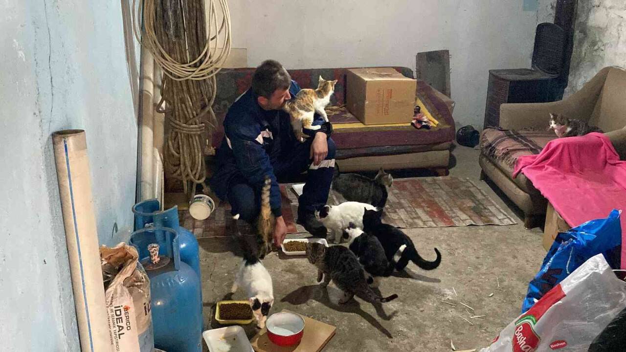 Kış ayında kapısını kedilere açtı