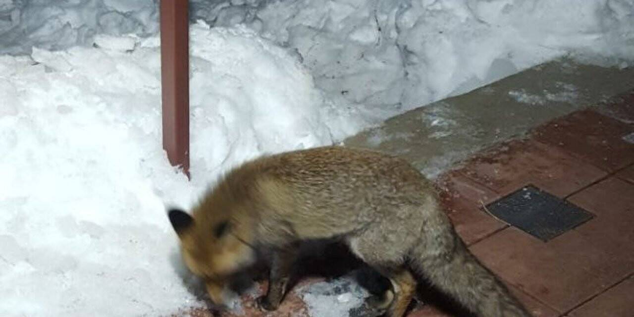 Kapılarına kadar gelen tilkiyi böyle beslediler