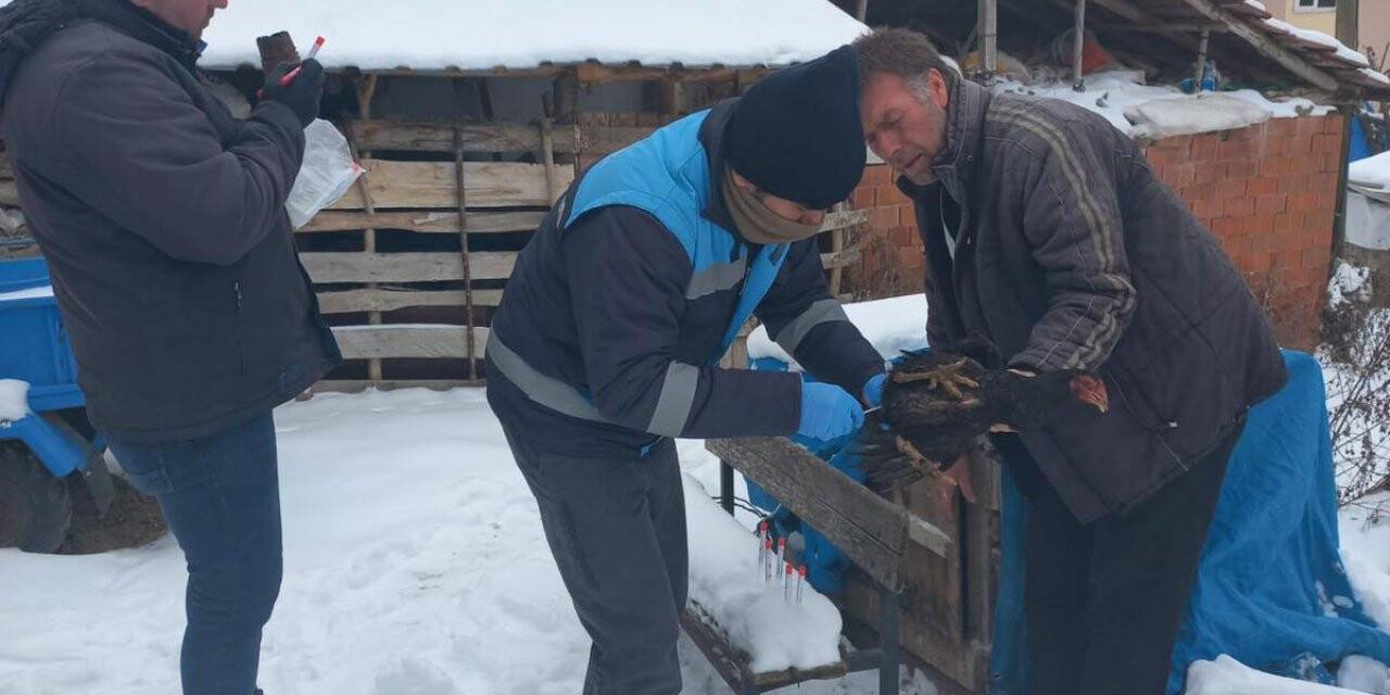 Pazarlar’da Tavuk vebası taraması