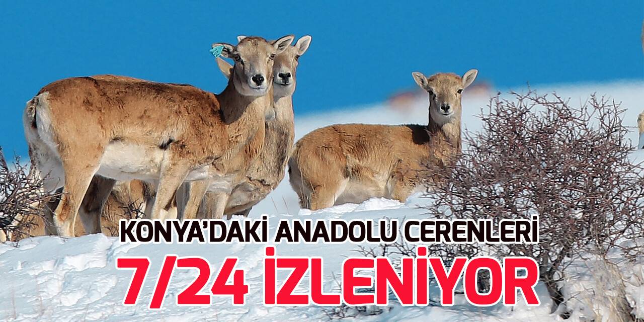 "Anadolu cerenleri" Konya'daki yaşam alanlarında hassasiyetle korunuyor