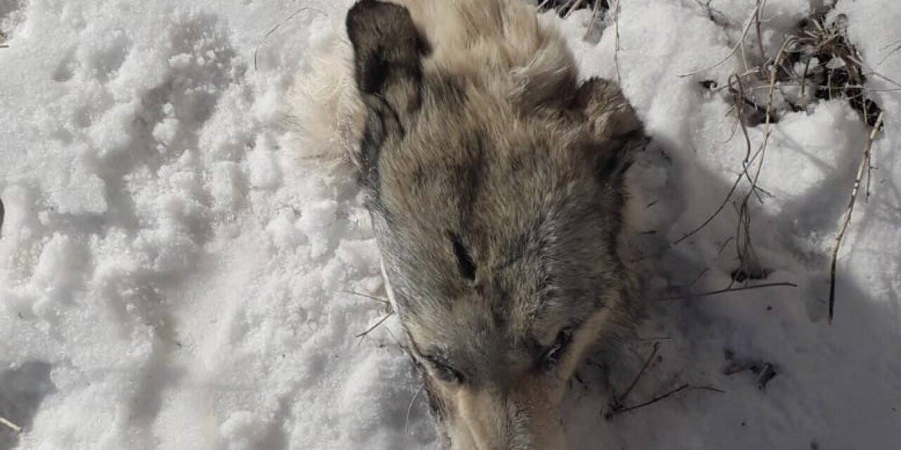 Köpeklerin saldırısına uğrayan kurttan geriye kafası kaldı