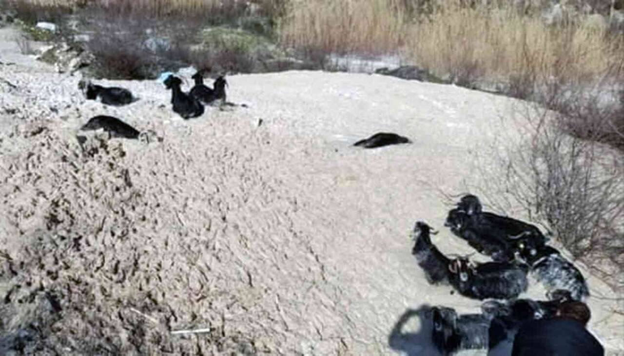 Bataklığa saplanan 15 keçiden 1’i telef oldu