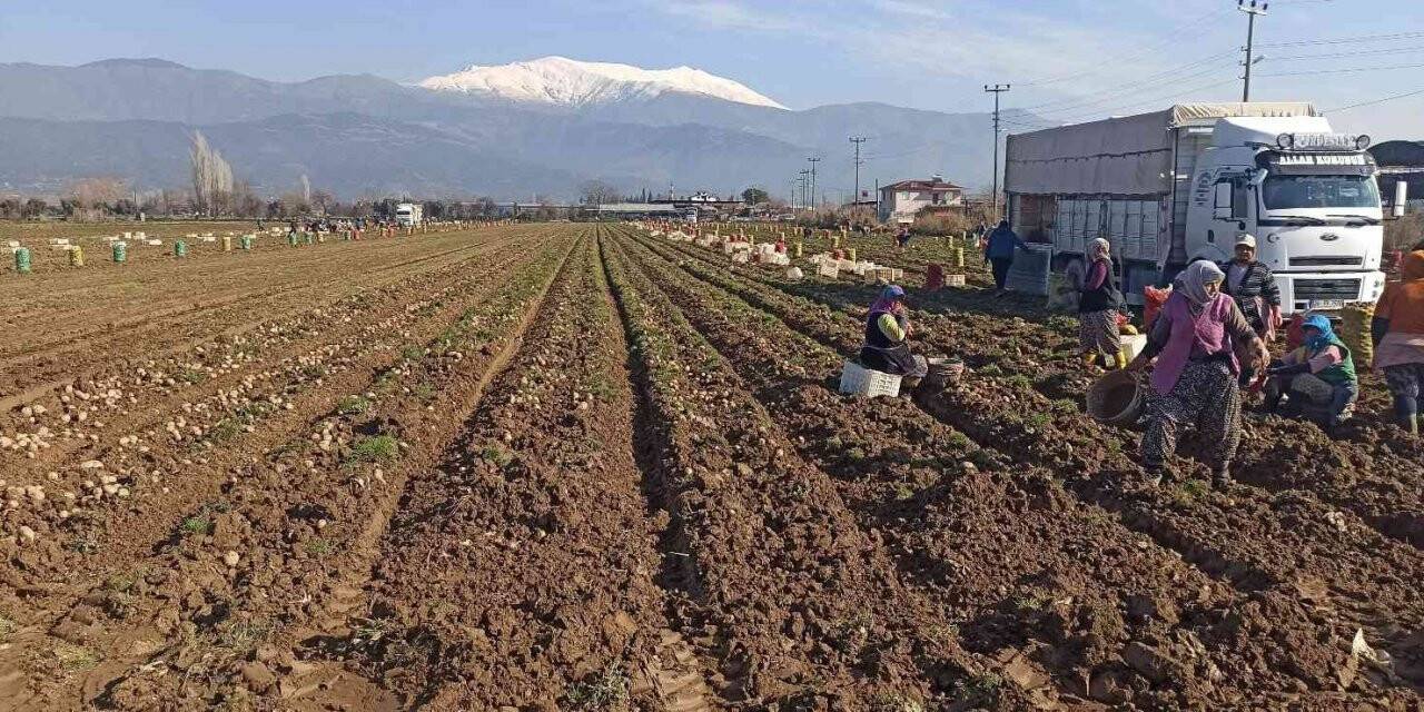 Patateste kış sökümleri devam ediyor