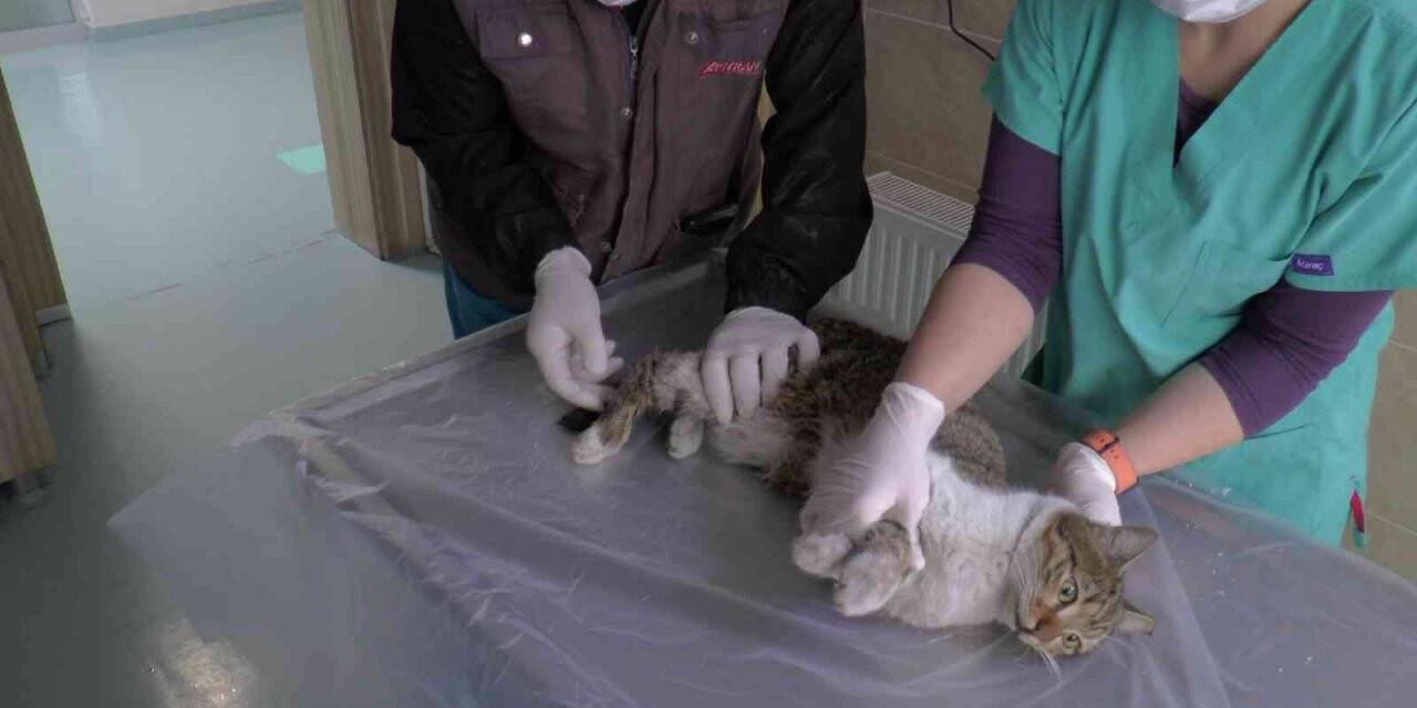 ERÜ Hayvan hastanesi 2021’de 20 bin 500 hasta kabul etti