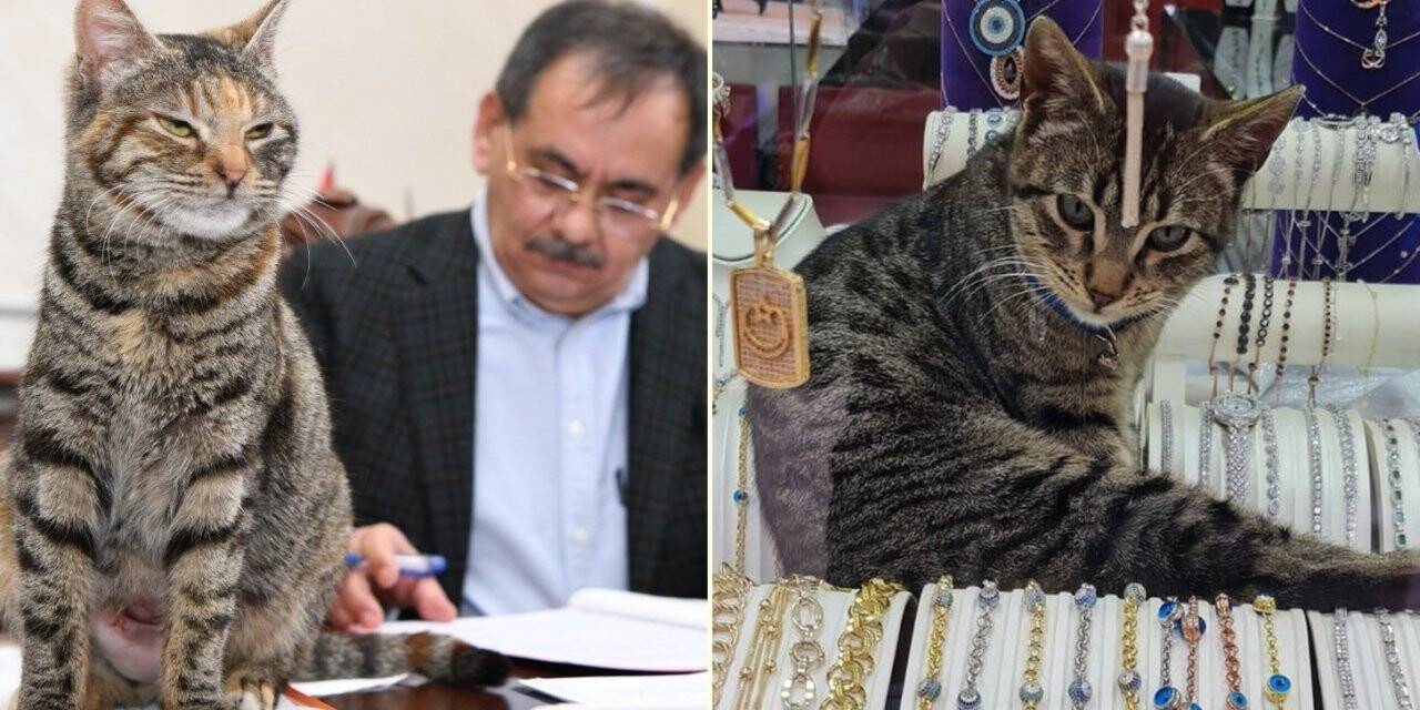 İki şanslı kedi: Mayıs ve Zeytin