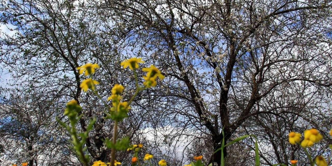 Mersin’de bahar havası... Badem ağaçları çiçek açtı