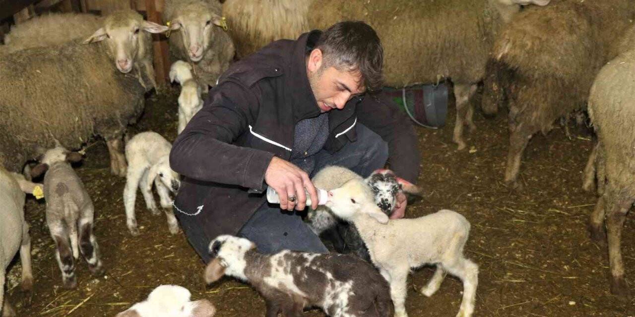 Doğumdan sonra anneleri ölen kuzulara çocuğu gibi bakıyor