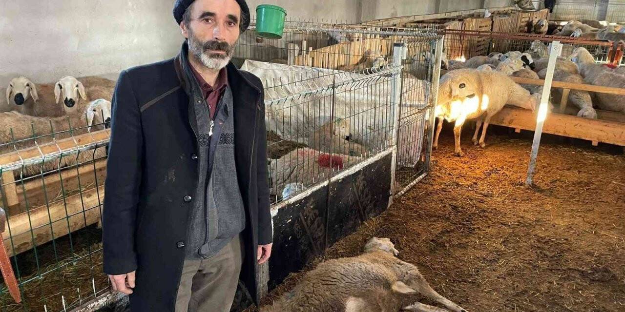 2 haftada 80 koyunu telef oldu