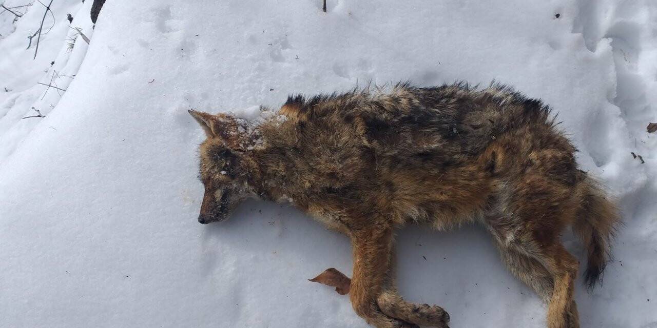 Soğuk havalar yaban hayatını olumsuz etkiliyor