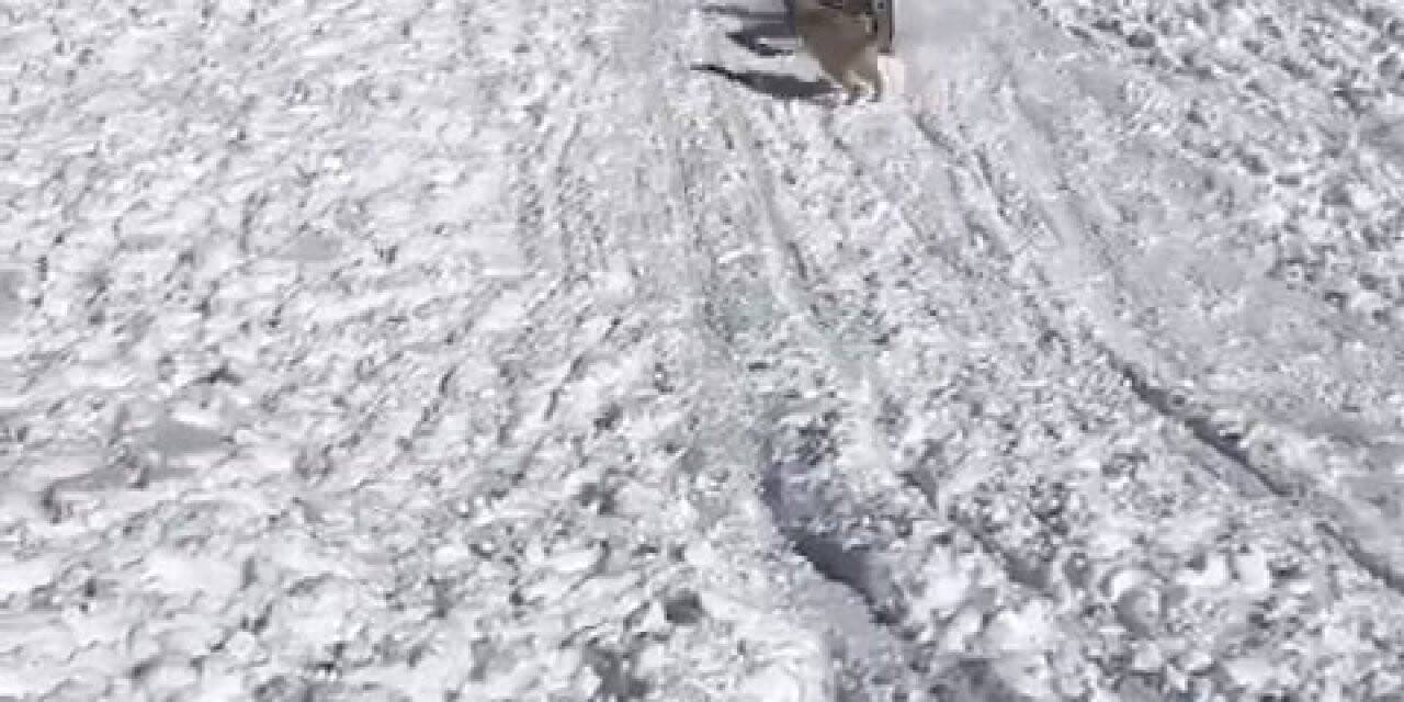 Kızağıyla köpeğe çarpmaktan son anda kurtuldu