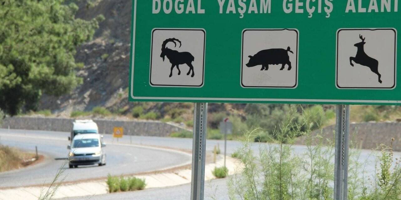 Söke-Milas karayolu yaban hayatını tehdit ediyor