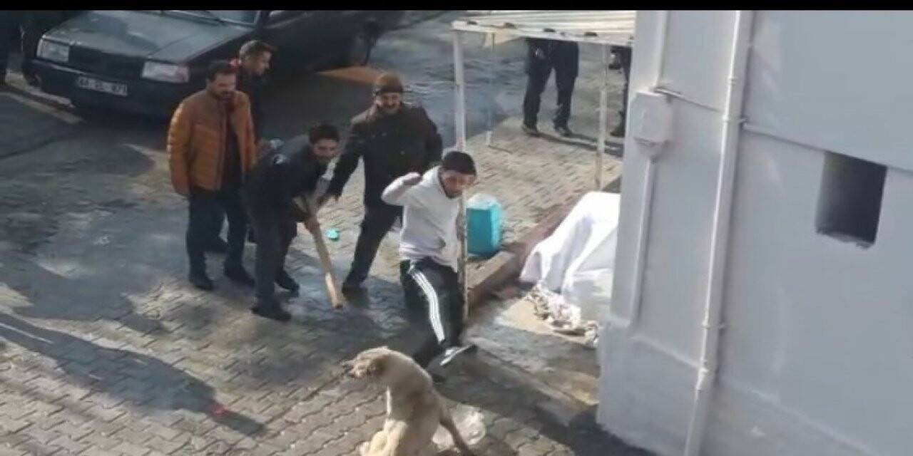 Kavgada gözü dönen köpeklere tekmeli müdahale
