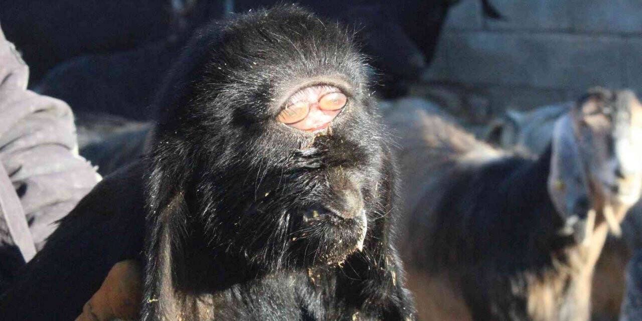 Kilis’te gözü alnında olan oğlak öldü