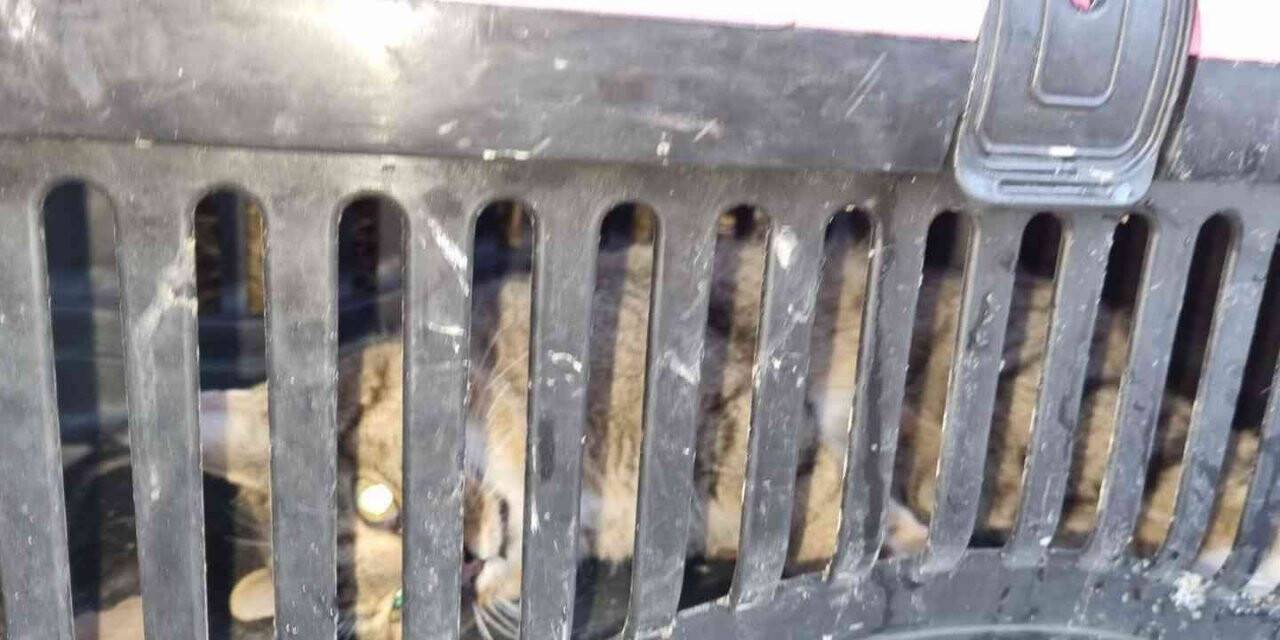 Nesli tükendi sanılan yaban kedisi Zonguldak’da görüldü