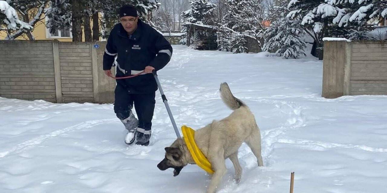 Boynuna çöp kutusu kapağı takılan köpeği belediye personeli kurtardı