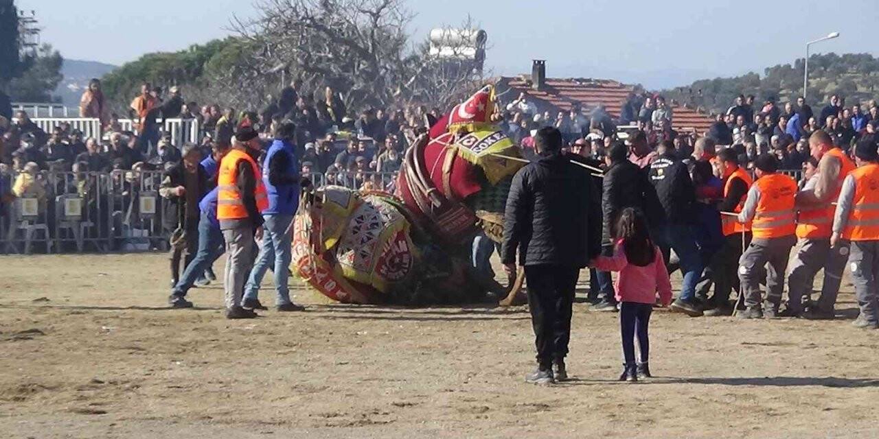 12.Geleneksel Karaağaç Folklorik Deve Güreşleri yapıldı
