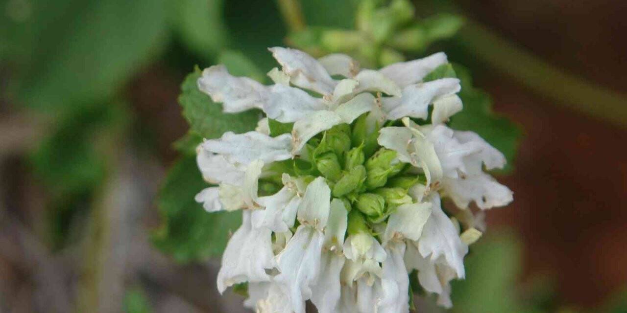 Ünlü botanikçi Nemrut Dağı’nın eteklerinde yeni bitki keşfetti