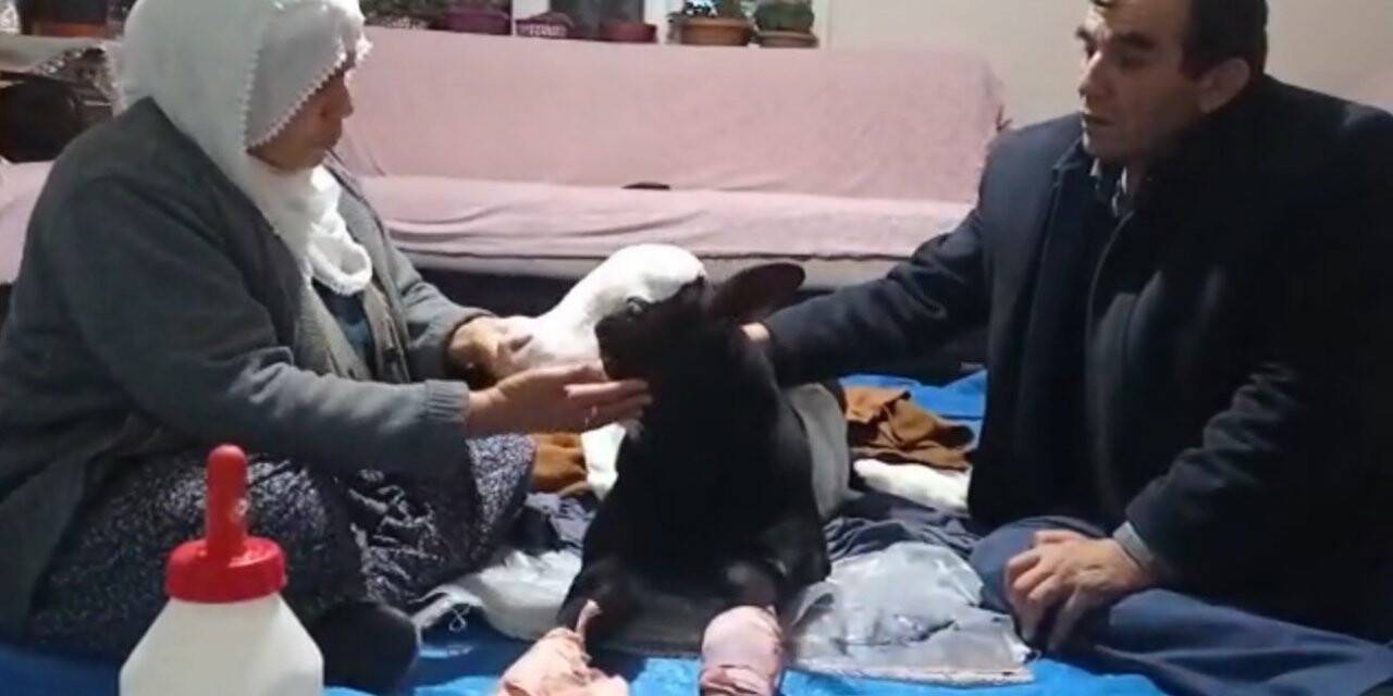 Erken doğduğu için gözleri görmeyen buzağıya bebek gibi bakıyorlar