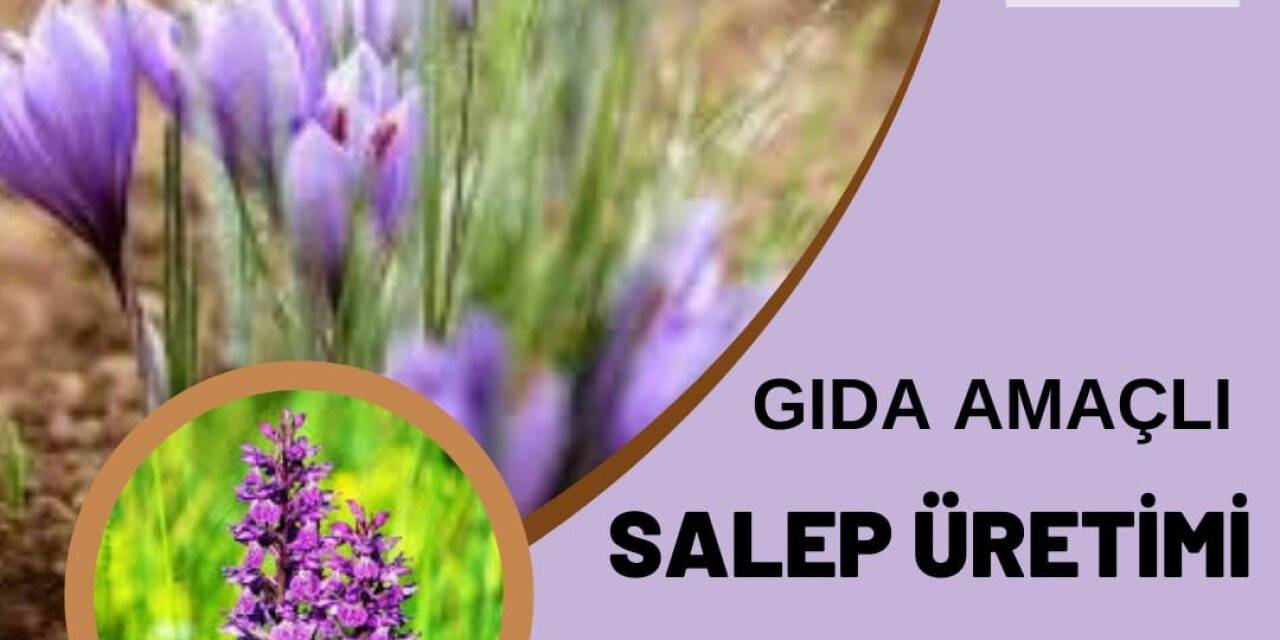 Aydın’da gıda amaçlı salep üretimi yapılabilecek