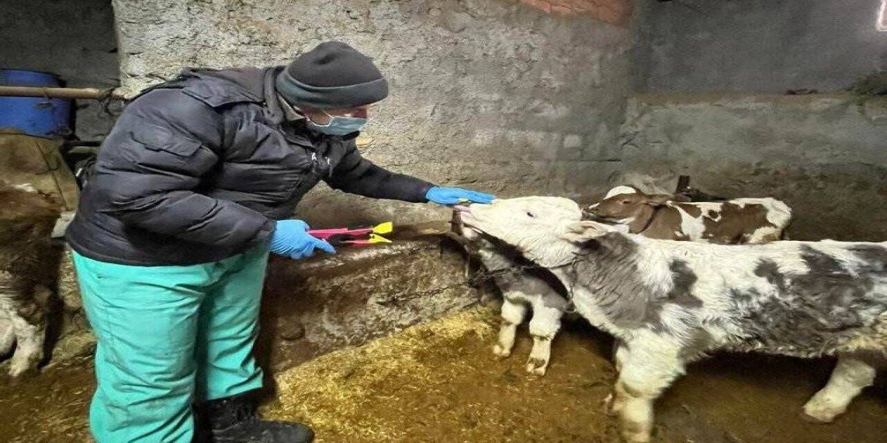 Aslanapa’da büyükbaş hayvanlarda küpeleme ve aşılama çalışması
