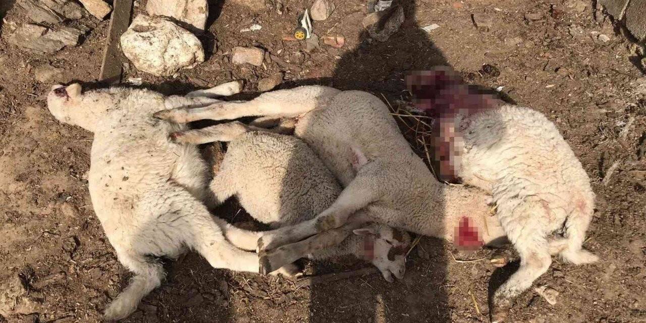 Kırklareli’de kurt uyarısı