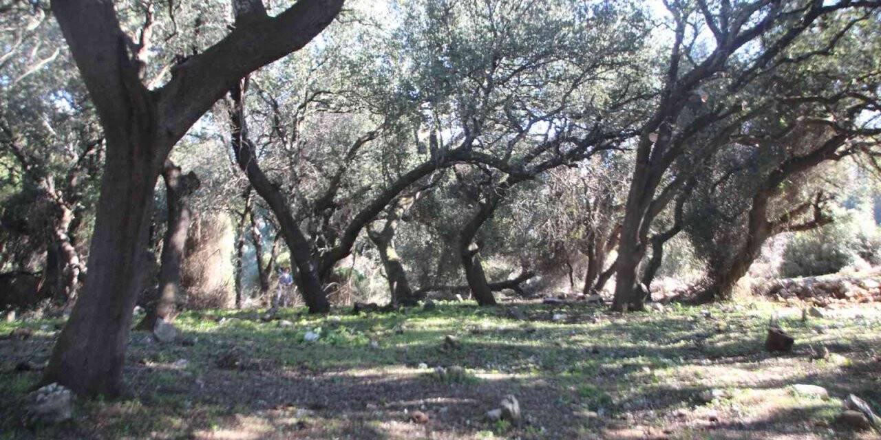 Belediye ekipleri, tarihi mezarlığın çehresini değiştirdi