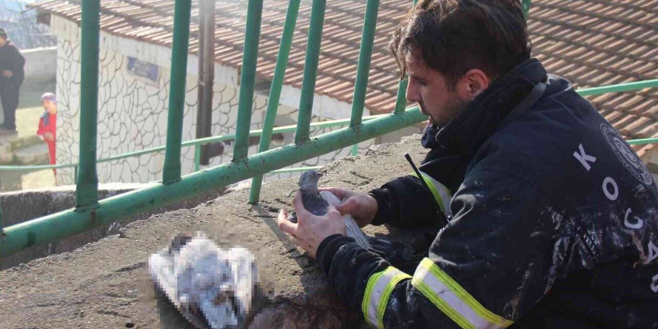Yangında telef olan köpeklerinin çantasına sarılarak gözyaşlarına boğuldu