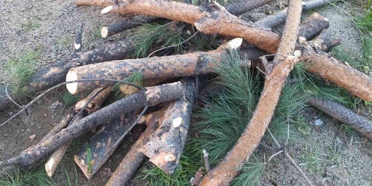 Burhaniye’de budama mevsimi başladı